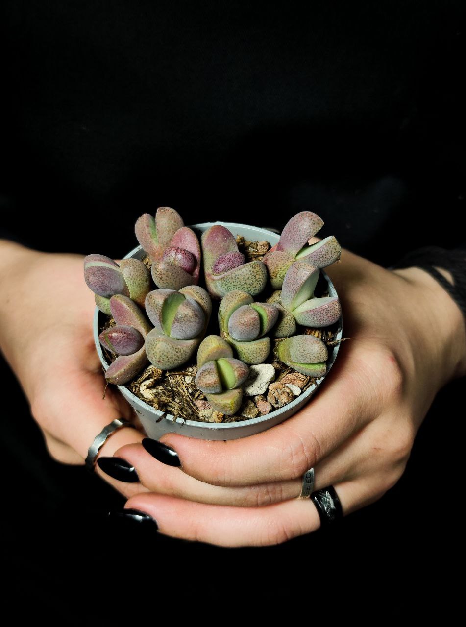 Плейоспилос Неля Рубра (Pleiospilos Nelii Rubra) D6,5см