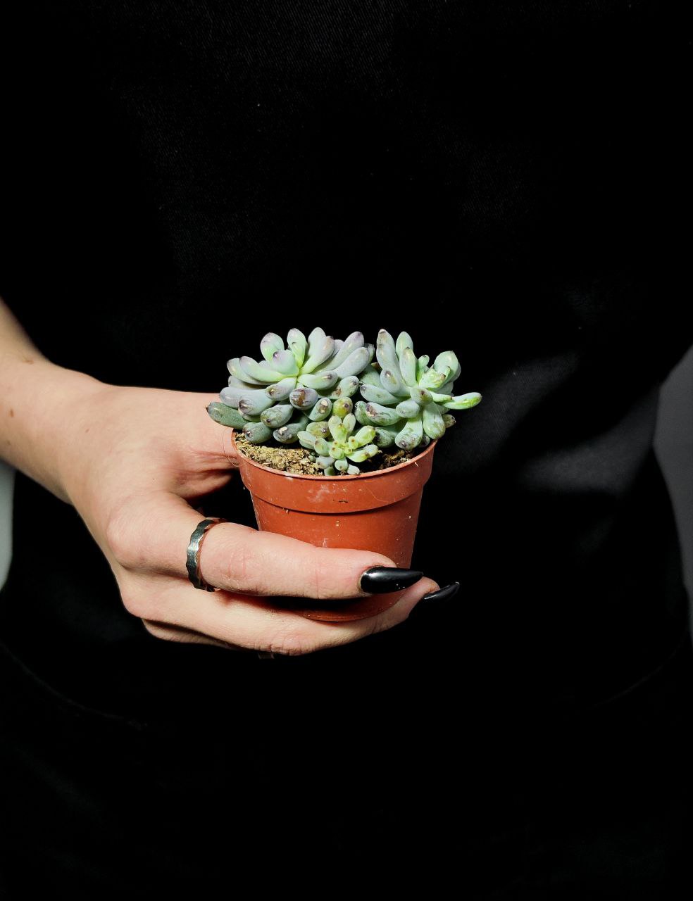 Граптопеталум Пахифиллум Блюбин (Graptopetalum Pachyphyllum Blue Bean) D5см
