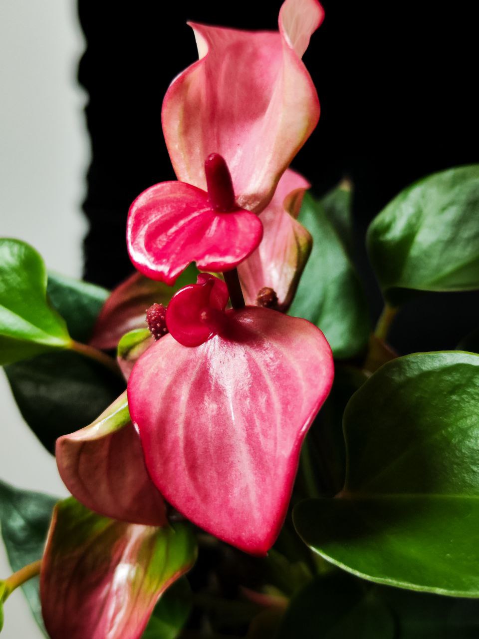 Антуриум Андреанум Перл Матата (Anthurium Andrianum Pearl Matata) D9см