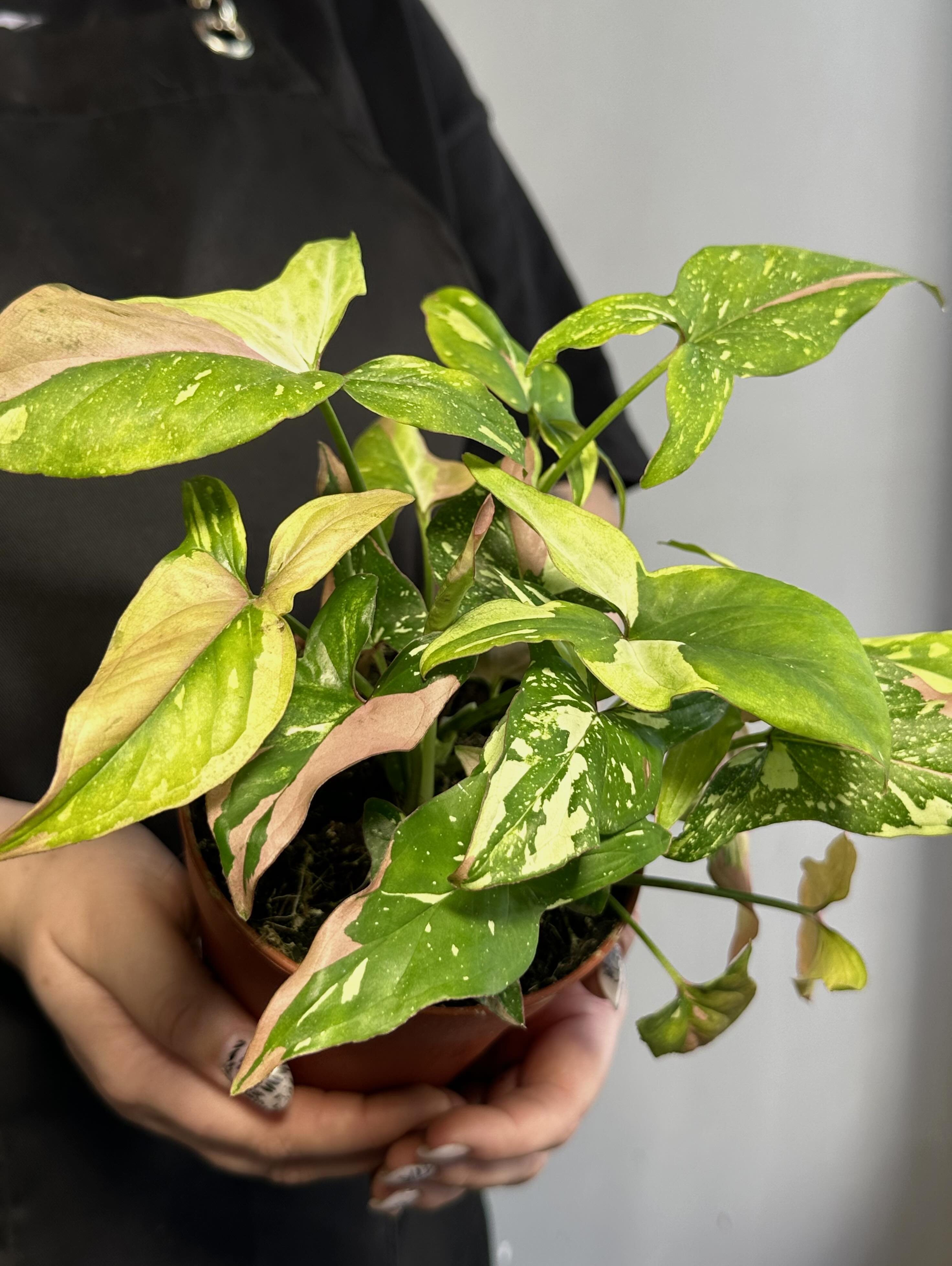 Сингониум Ред Спот Триколор (Syngonium Red Spot Tricolor) D12см