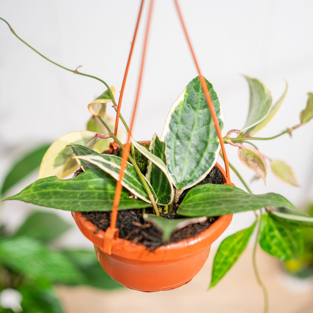 Хойя Макрофилла Альбомаргината (Hoya Macrophylla Albomarginata) D10см