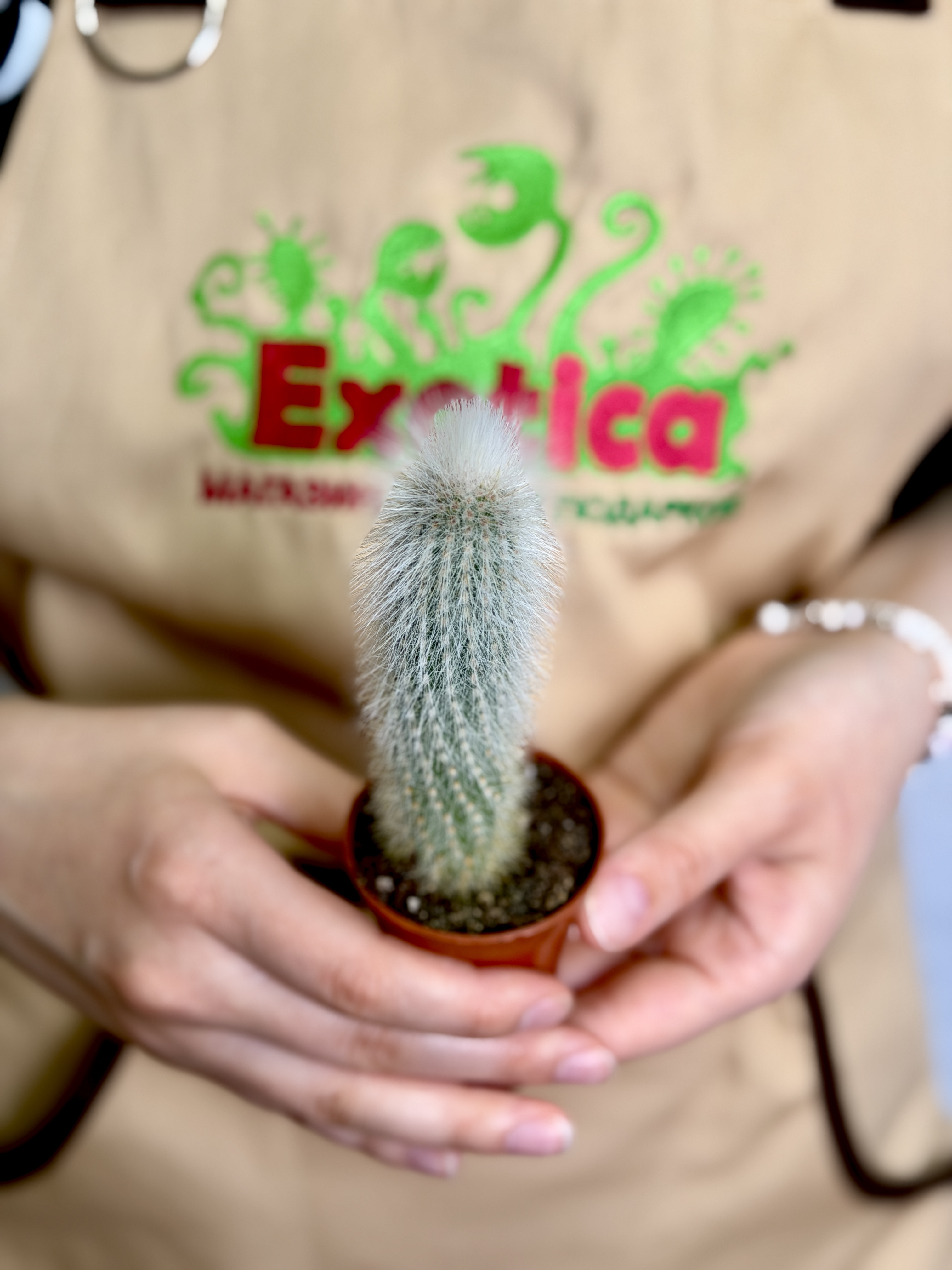 Кактус Клейстокактус Штрауса Одиночный (Cleistocactus Strausii) D5см