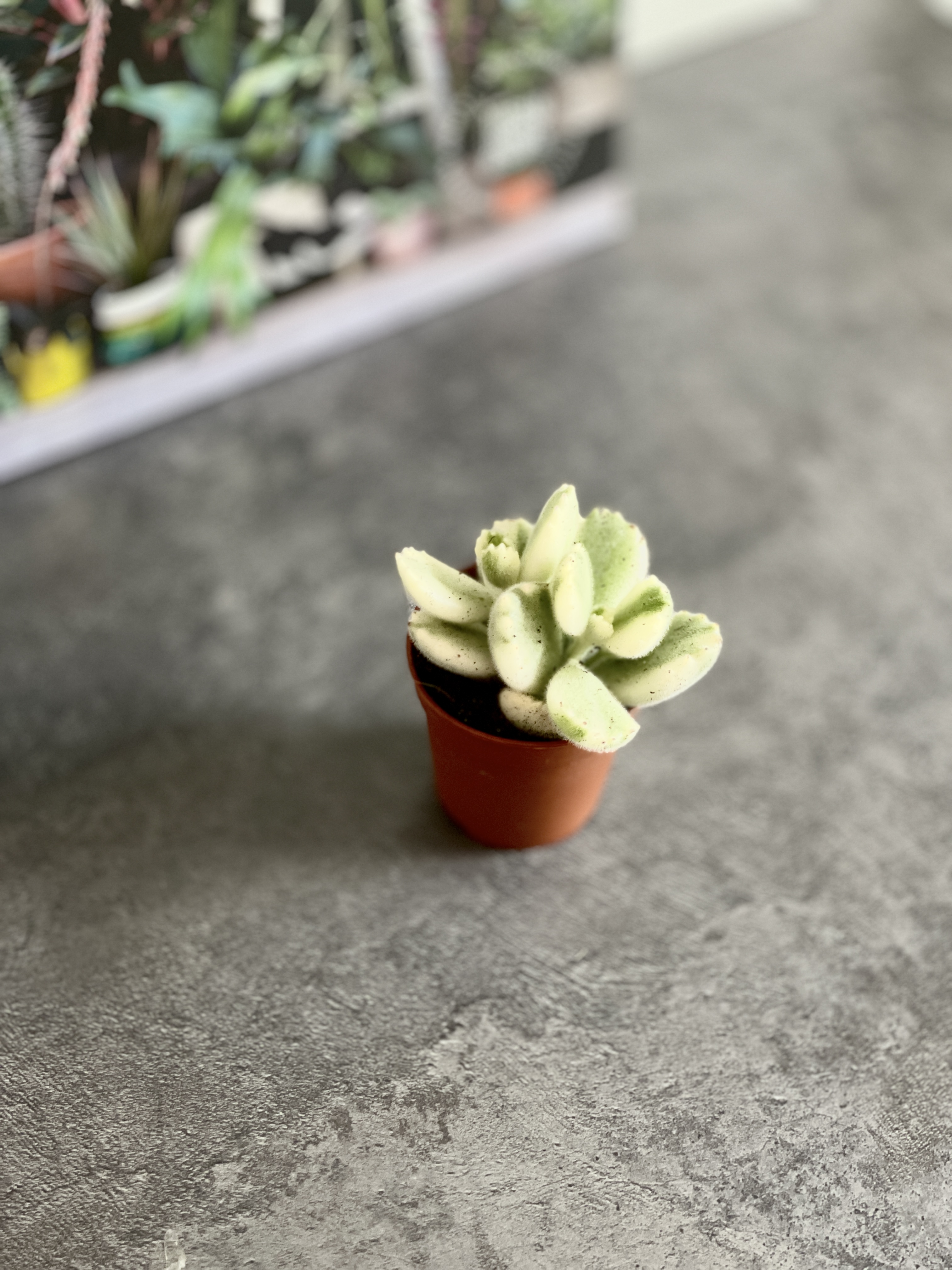 Котиледон Томентоза Леди Смит Вариегатный (Cotyledon Tomentosa Subsp. Ladismithiensis) D5см