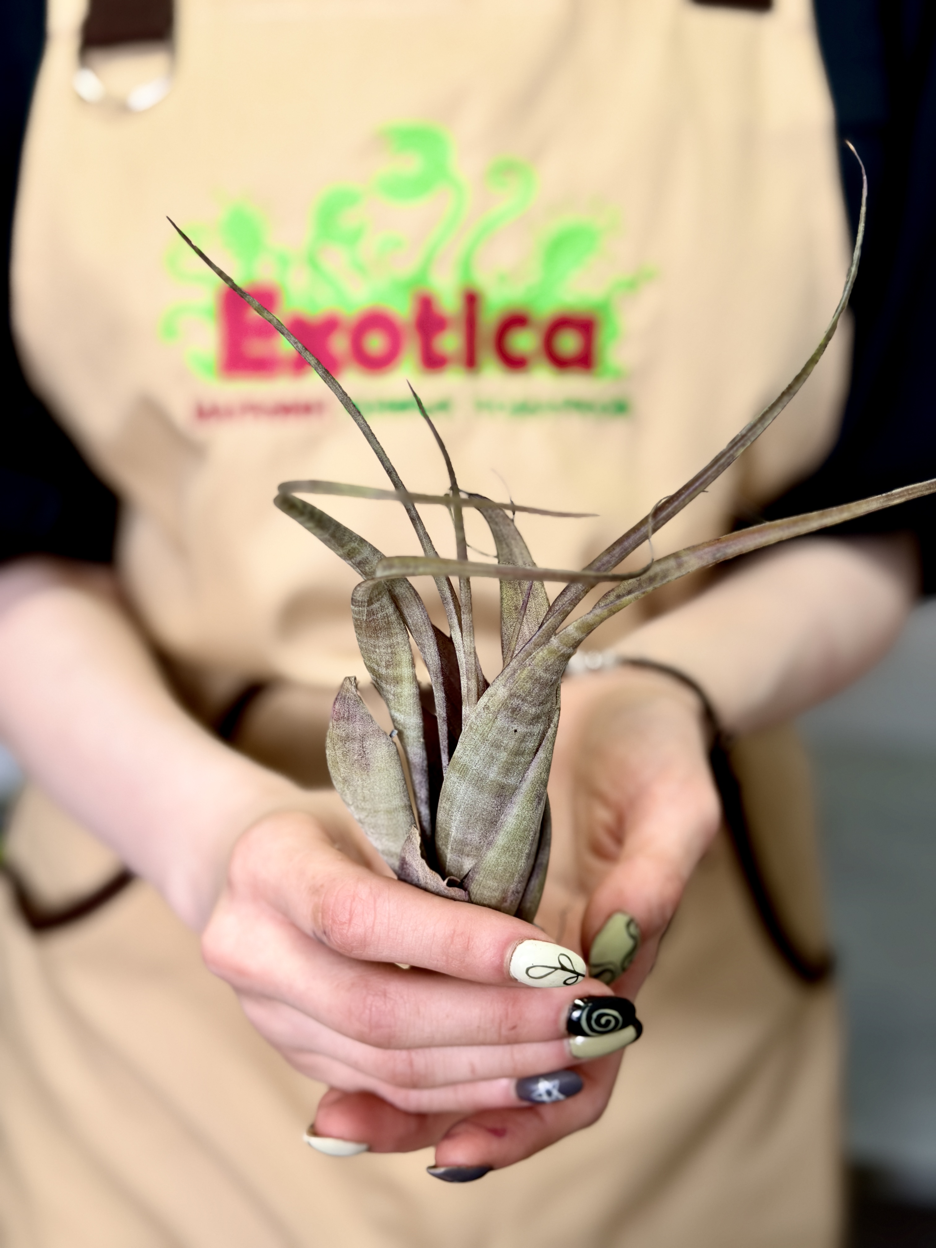 Тилландсия Флексуоза Багамы (Tillandsia Flexuosa Bahamas)