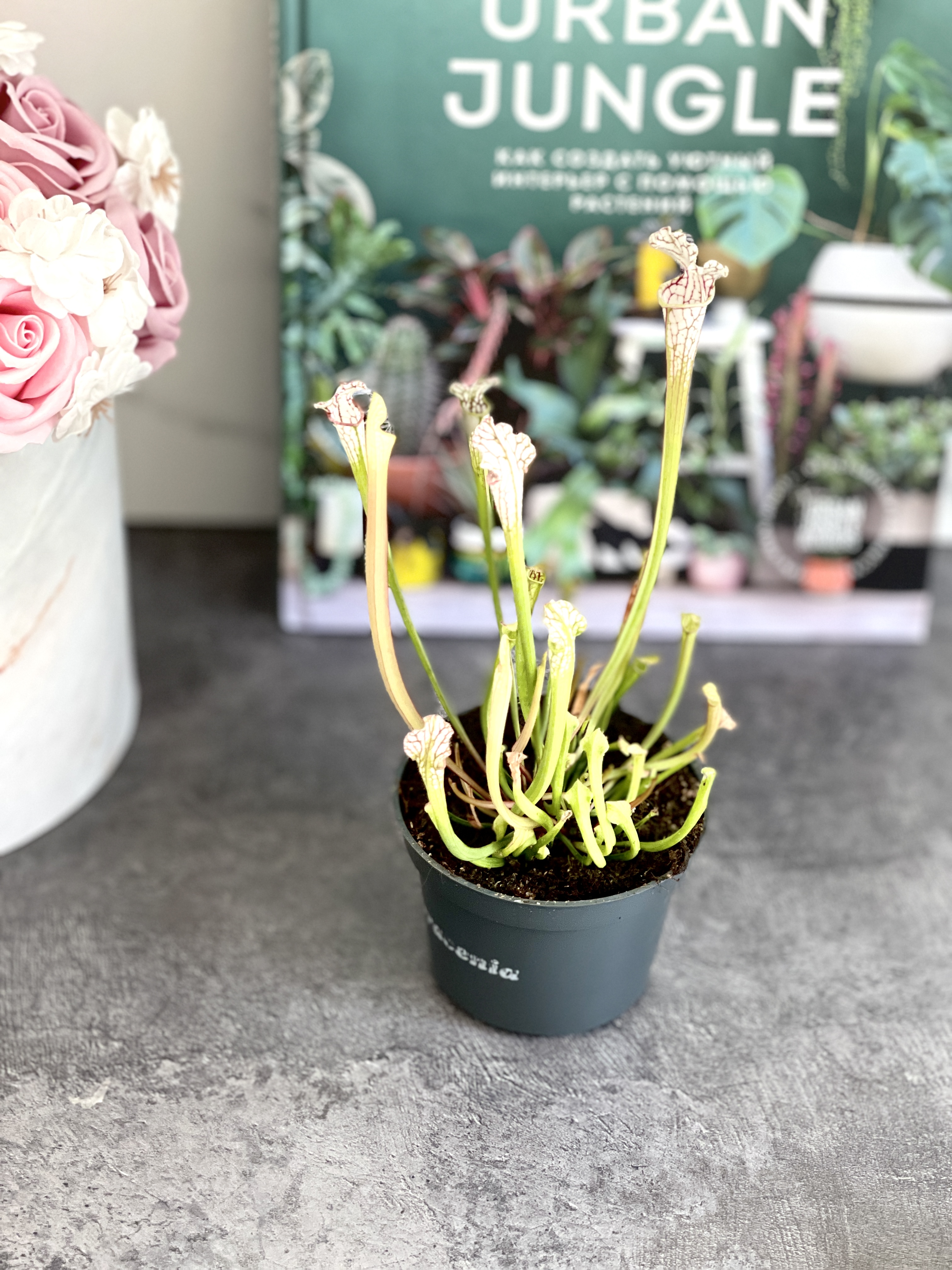 Саррацения Фарнхами Белая (Sarracenia White Farnhamii) D9см