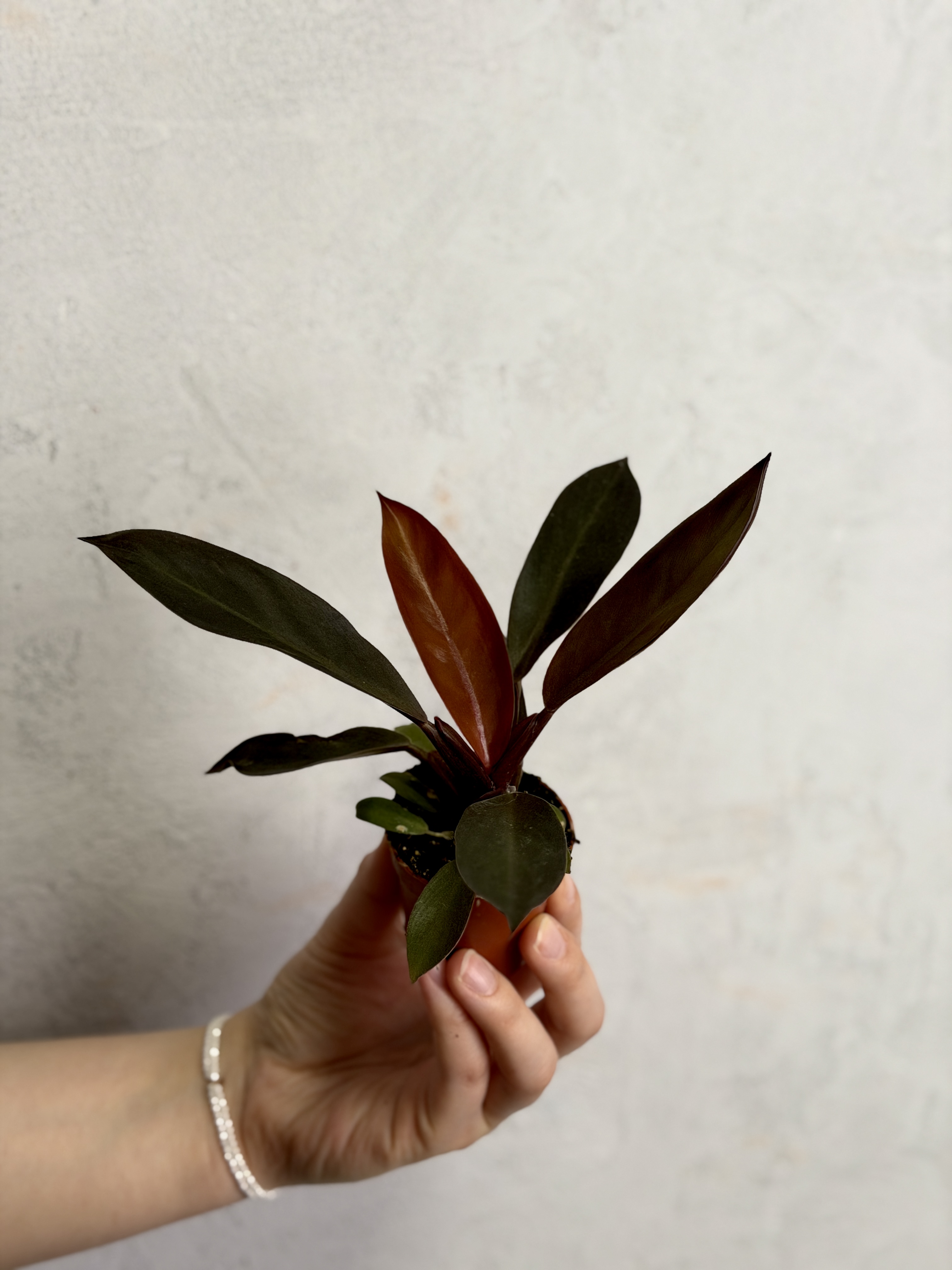 Филодендрон Блэк Кардинал (Philodendron Black Cardinal) D6см