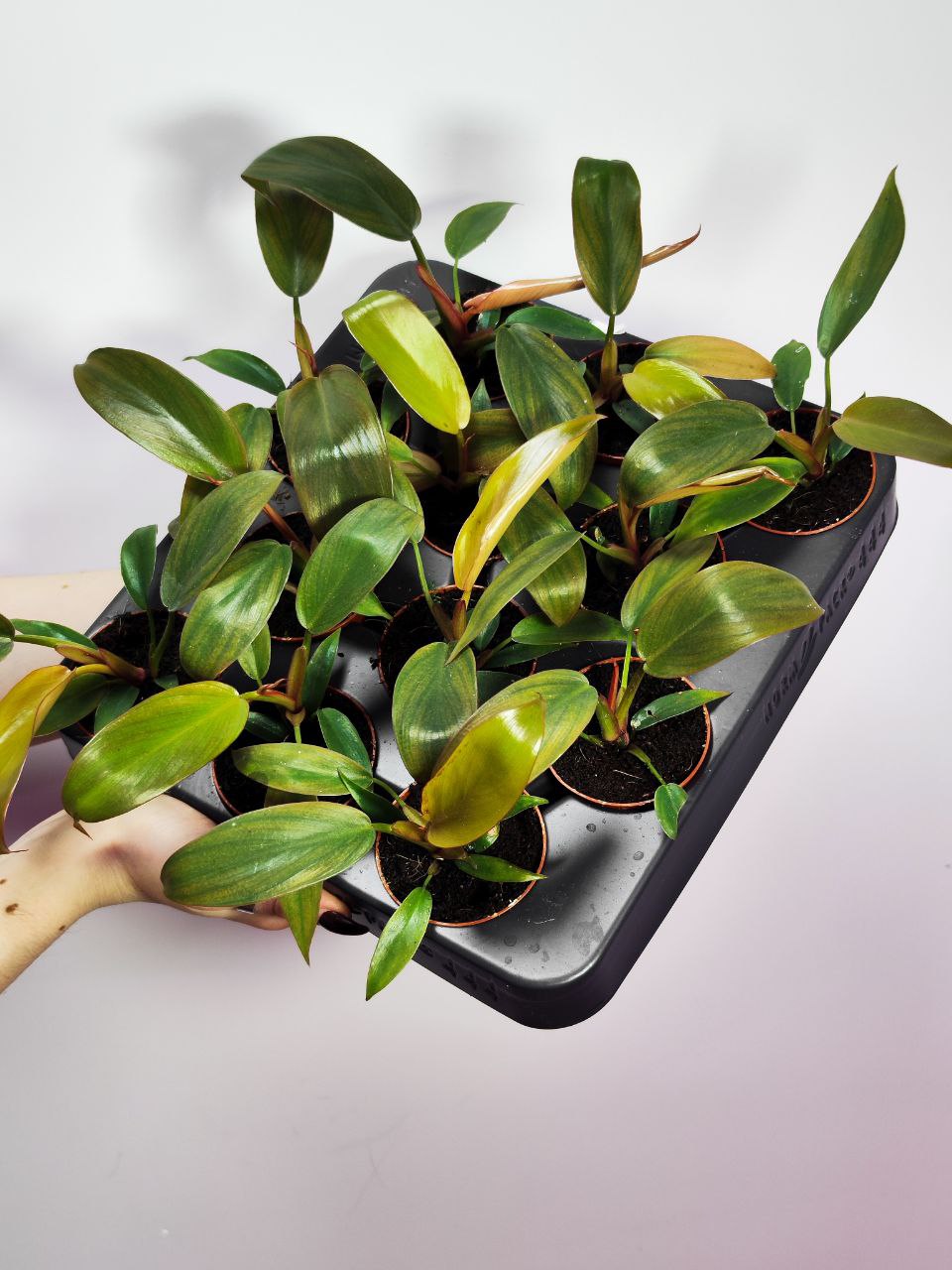 Филодендрон Флорида Бронз (Philodendron Florida Bronze) D6см