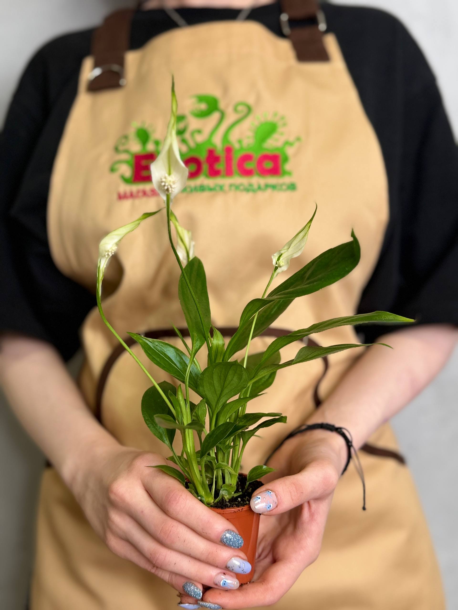 Спатифиллум Алана (Spathiphyllum Alana) D6см