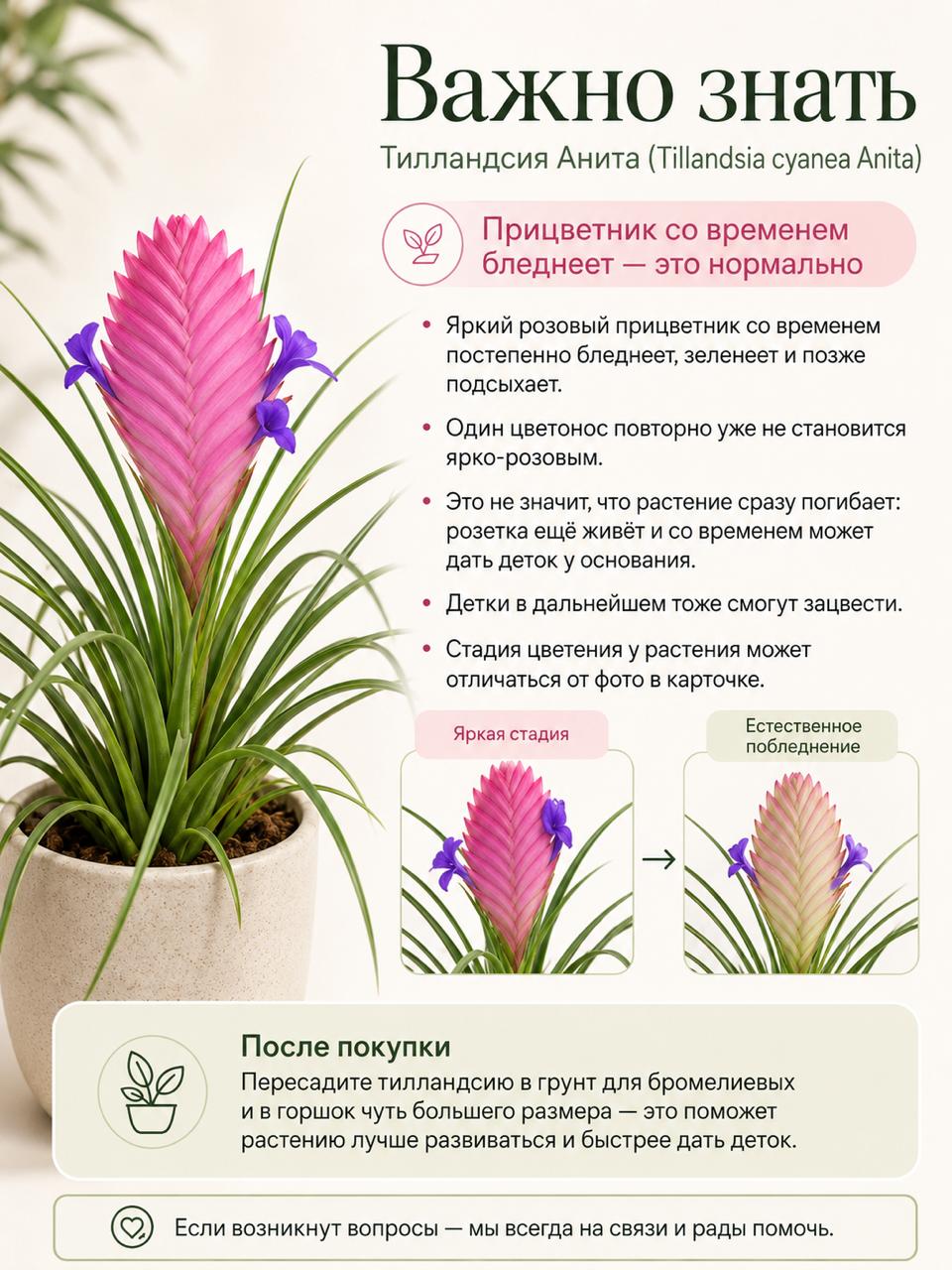 Тилландсия Цианея Анита (Tillandsia Cyanea Anita) D9см