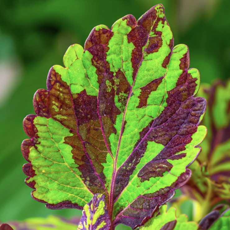Колеус Грин Лолайт (Coleus Green Lolite) D11см