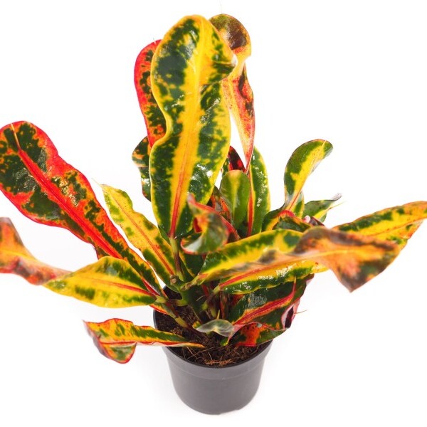 Кодиеум (Кротон) Мамми (Codiaeum Mammy) D6см