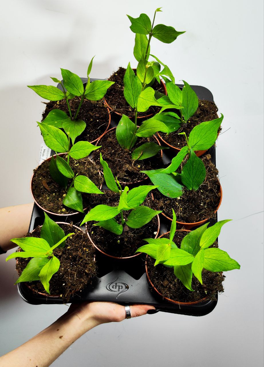 Хойя Полинейра (Hoya Polyneura) D10см