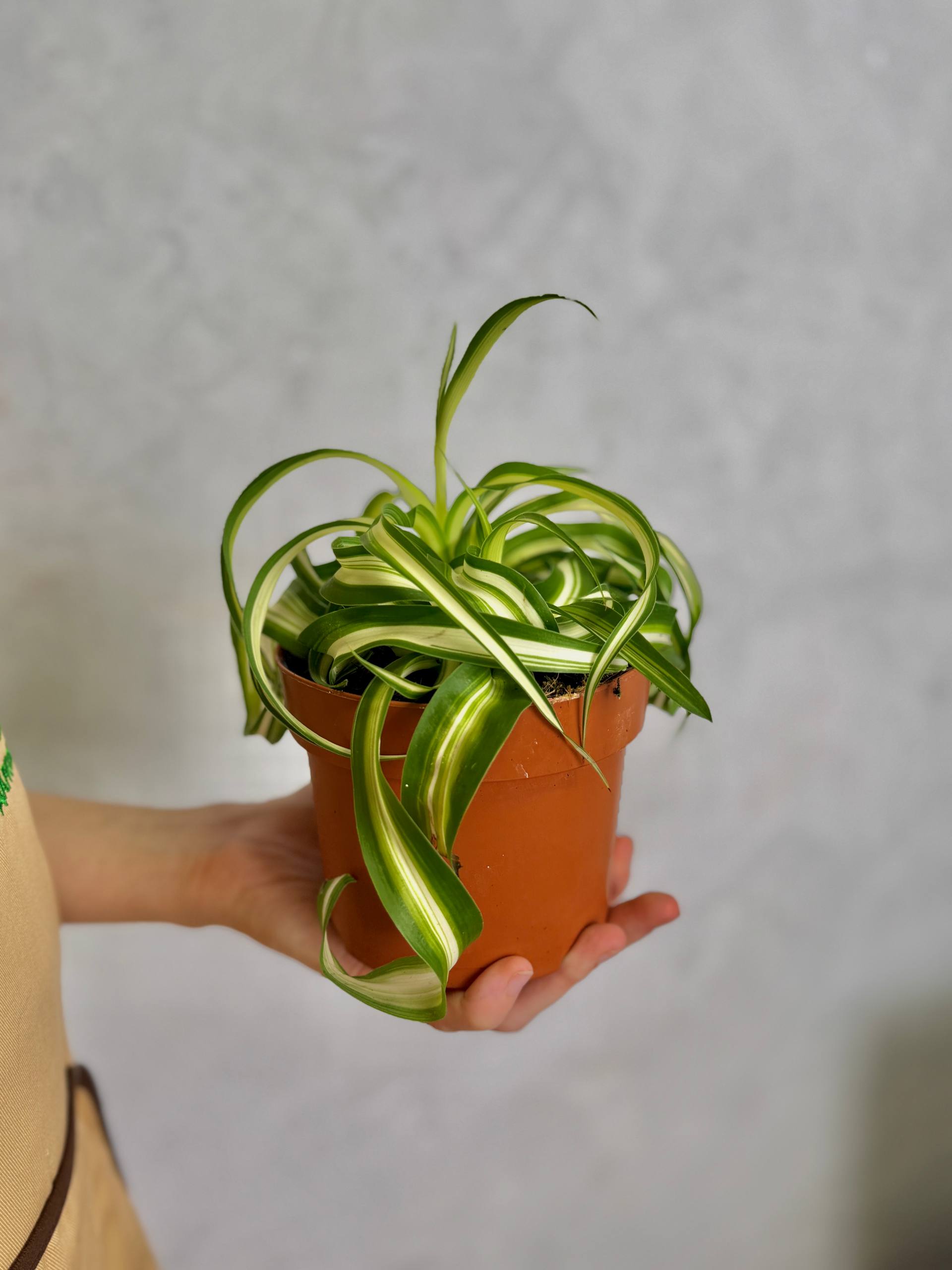 Хлорофитум Бонни Кудрявый (Chlorophytum Bonnie Variegata) D12см