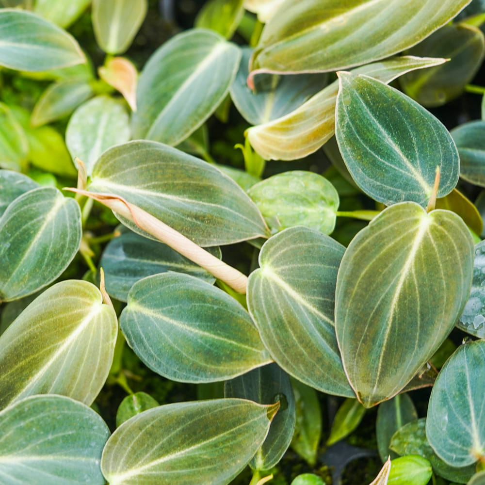 Филодендрон Меланохризум (Philodendron Melanochrysum) D6см