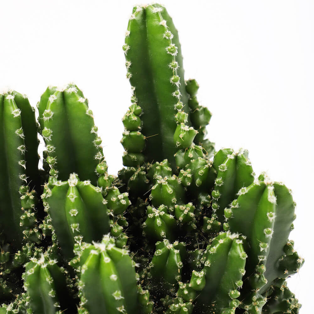 Цереус Паолина (Cereus Peruvianus Paolina) D5см