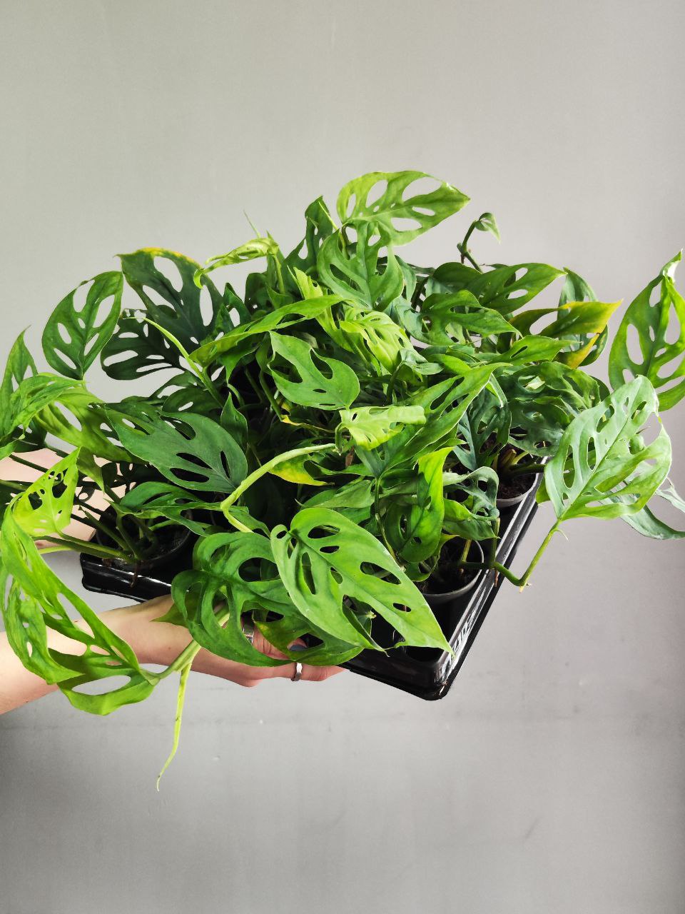 Монстера Акумината (Monstera Acuminata) D6см