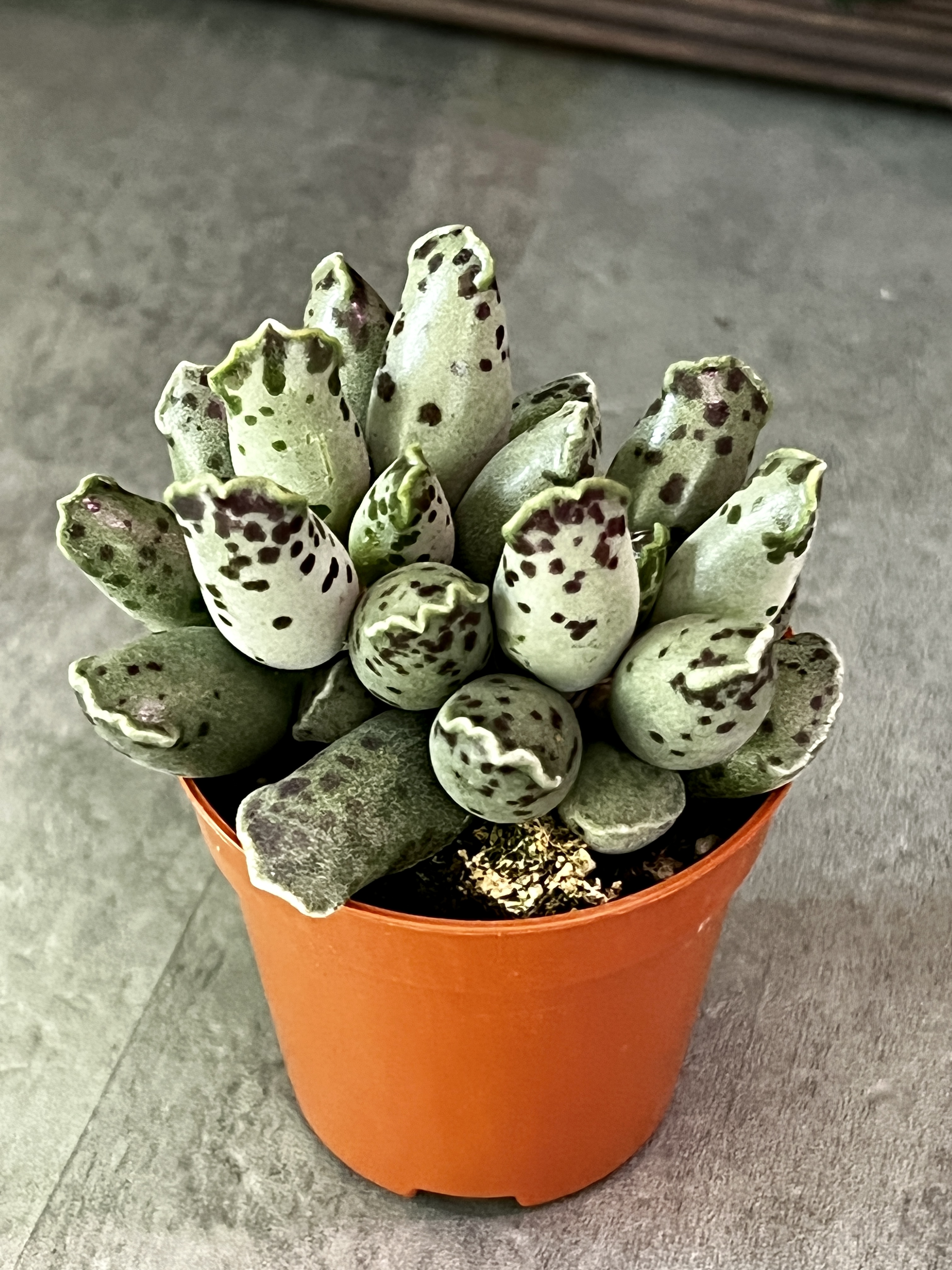 Адромискус Грей (Adromischus Grey) D5см