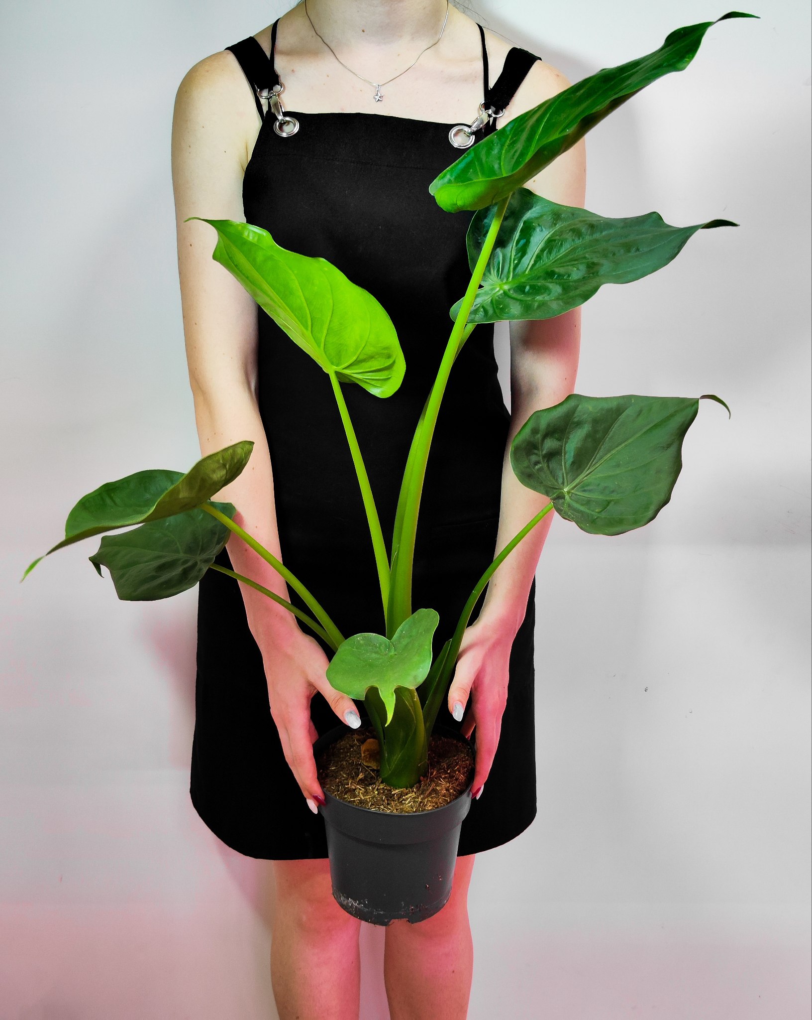 Алоказия Кукулата (Alocasia Cucullata) D12см
