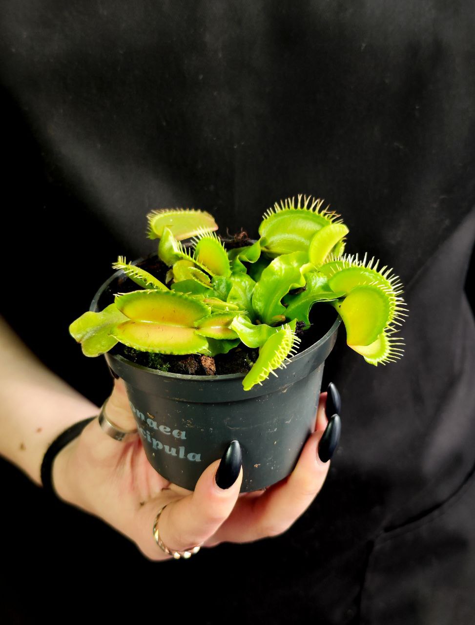Венерина мухоловка, зеленая (Dionaea Muscipula) D9см