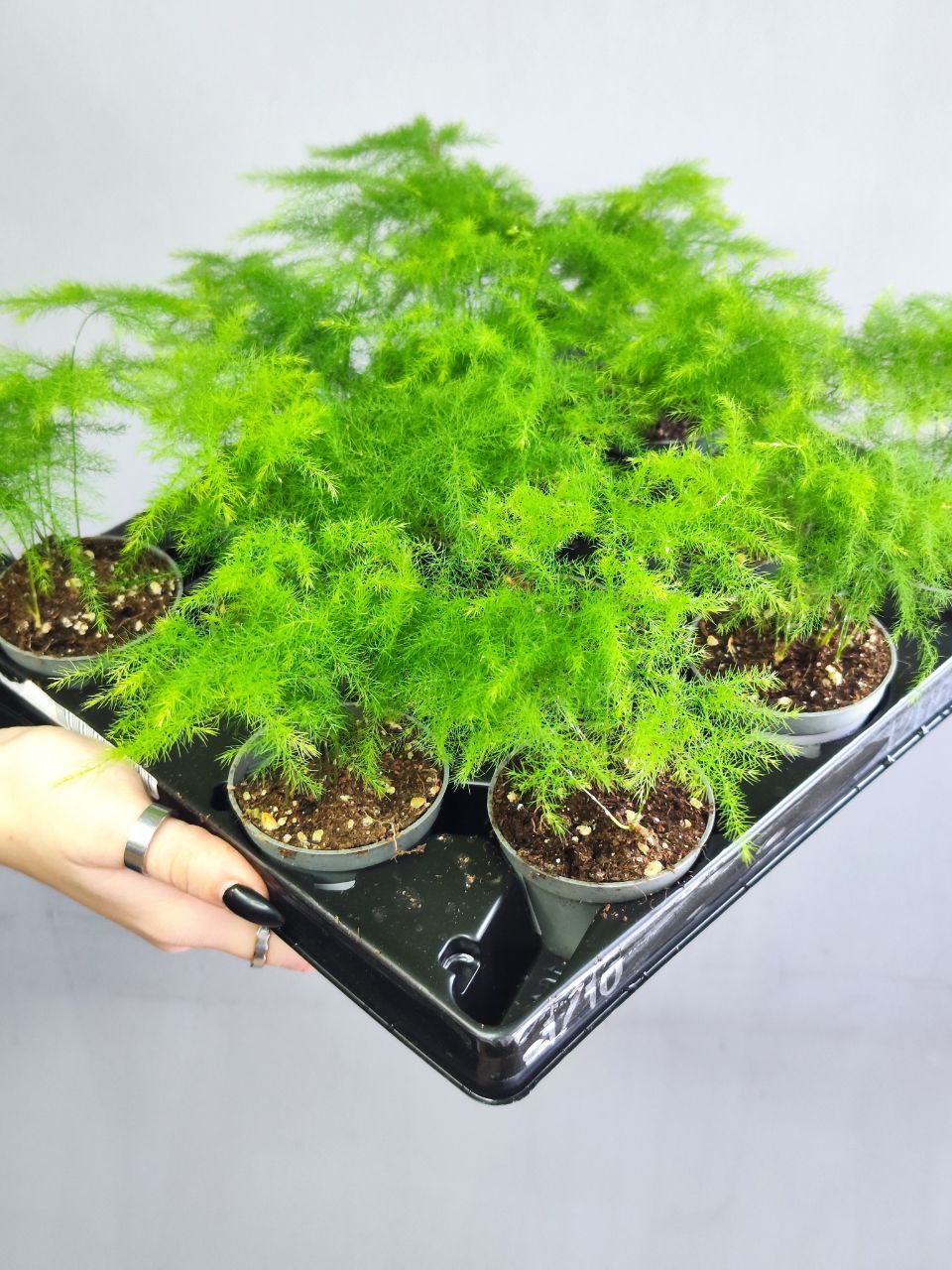 Аспарагус Плюмозус (Asparagus Plumosus) D6см
