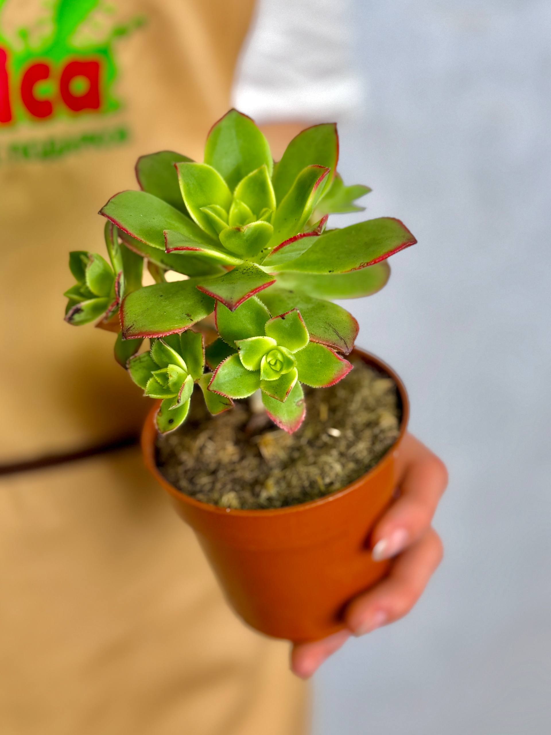 Эониум Киви (Aeonium Kiwi) D8,5см