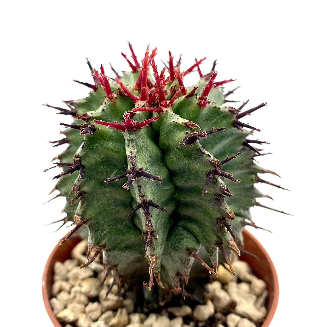 Эуфорбия Хоррида Стриата (Euphorbia Horrida Striata) D5см