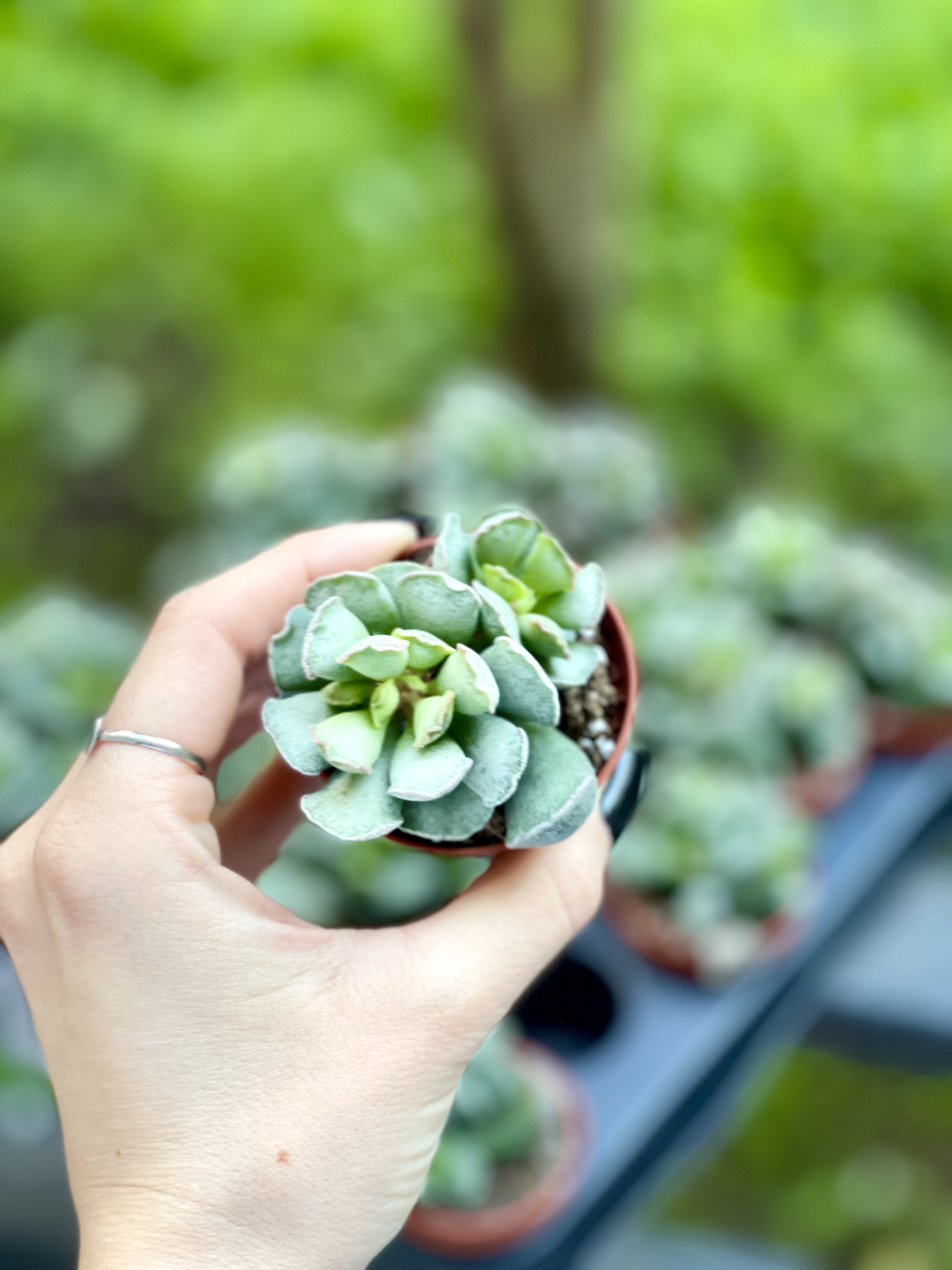 Адромискус Гребенчатый (Adromischus Cristatus) D5см