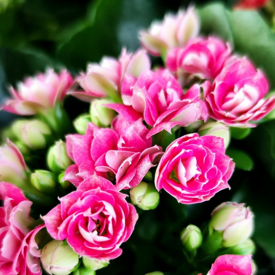 Каланхоэ Розалина Розовато - Белая (Kalanchoe Rosalina White Pink) D9см