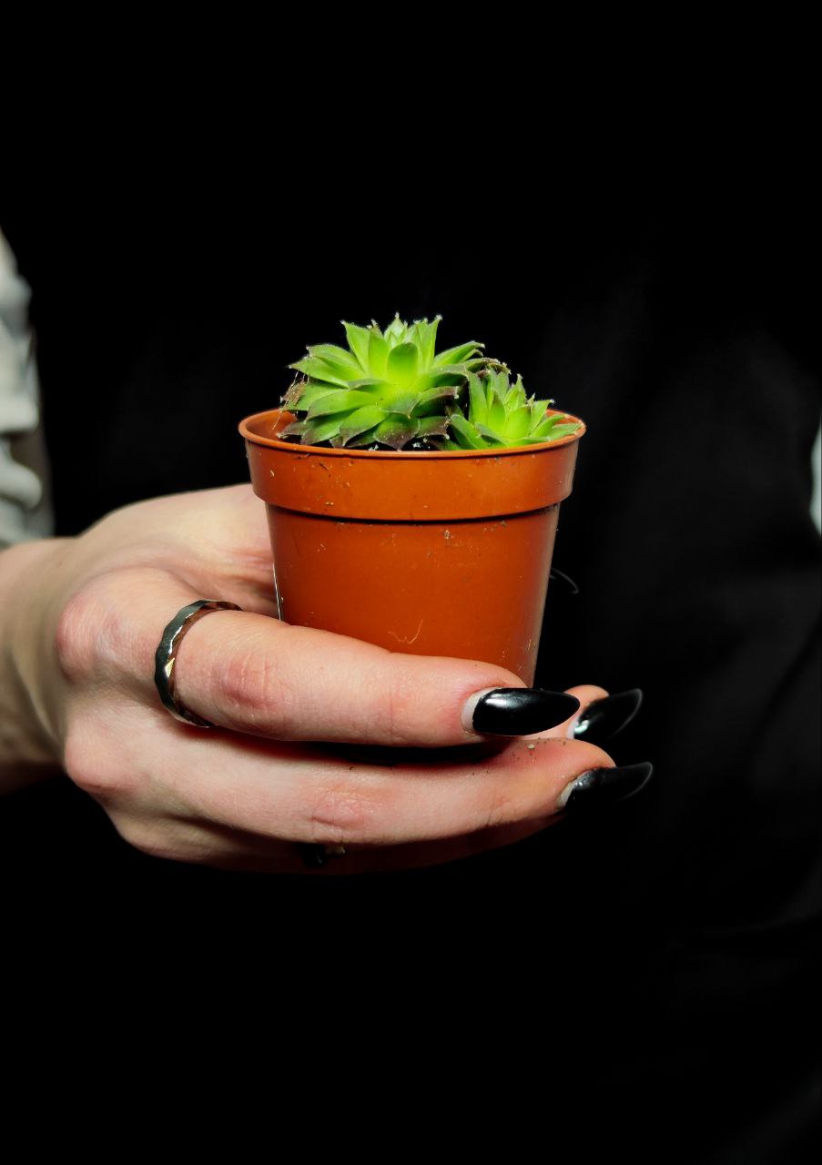 Молодило «Фараон» (Sempervivum Faraon) D5см