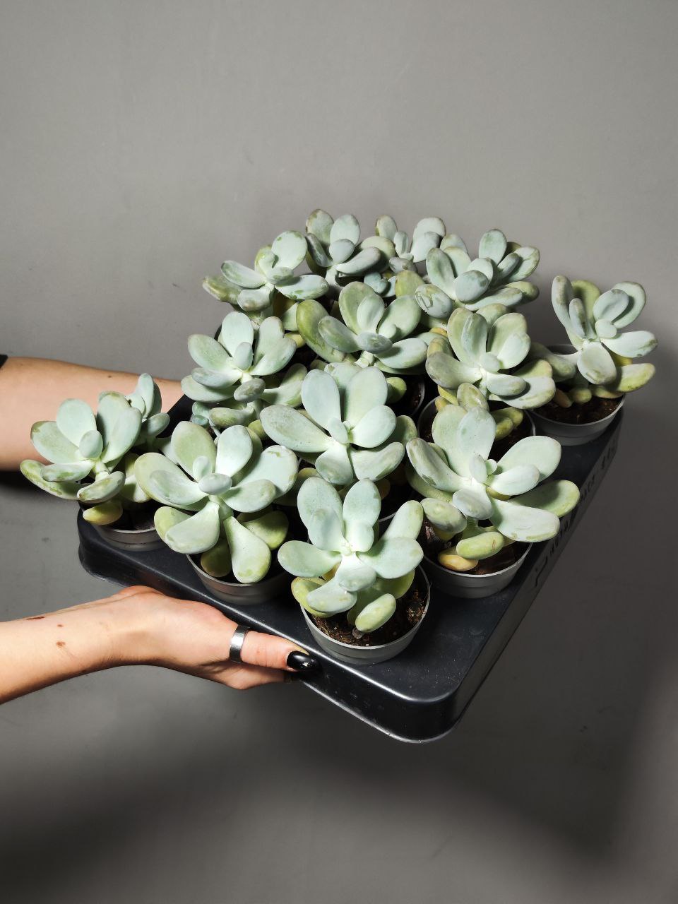 Пахифитум Яйценосный (Pachyphytum Oviferum) D6,5см