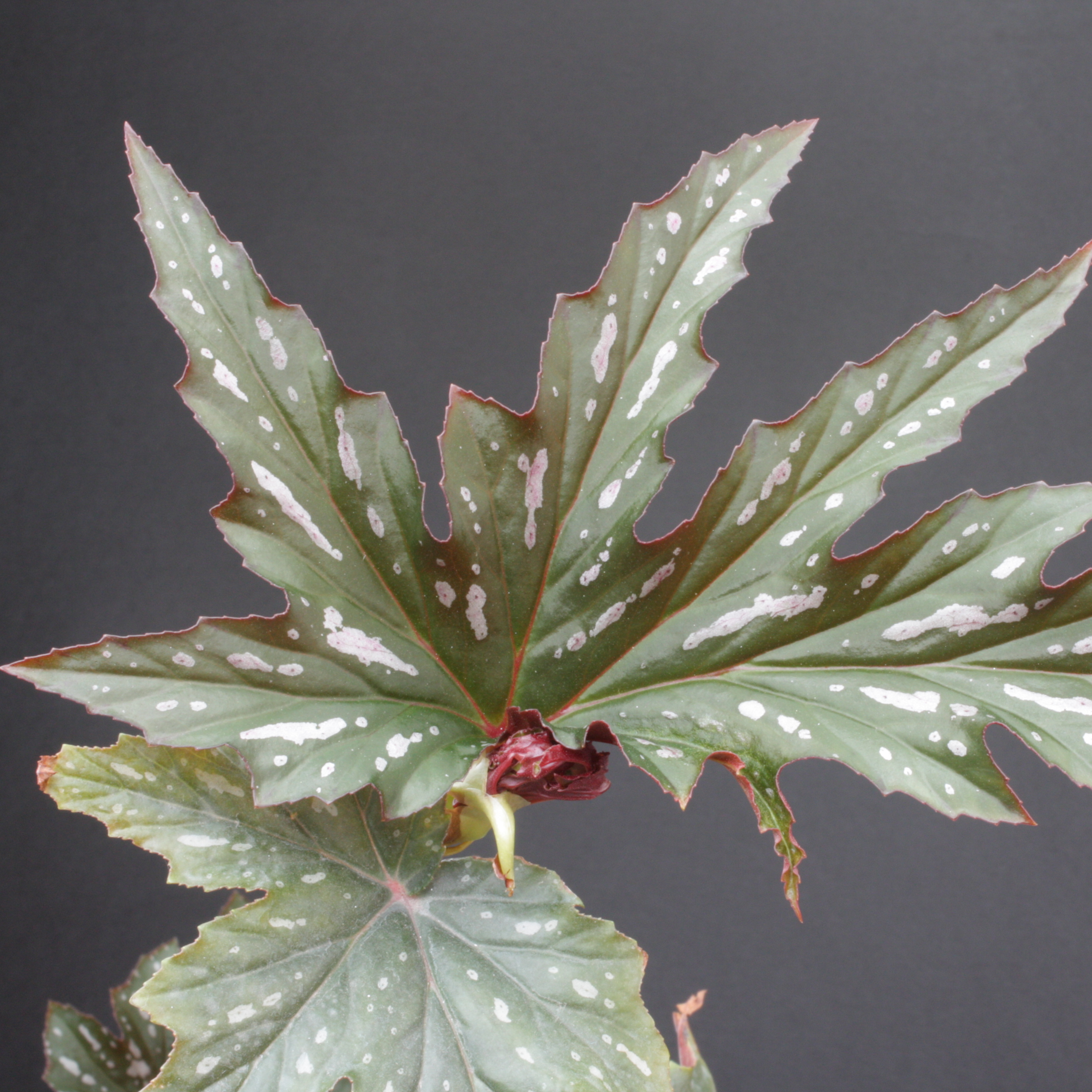 Бегония Софи Сесиль (Begonia Sophie Cecile) D6см