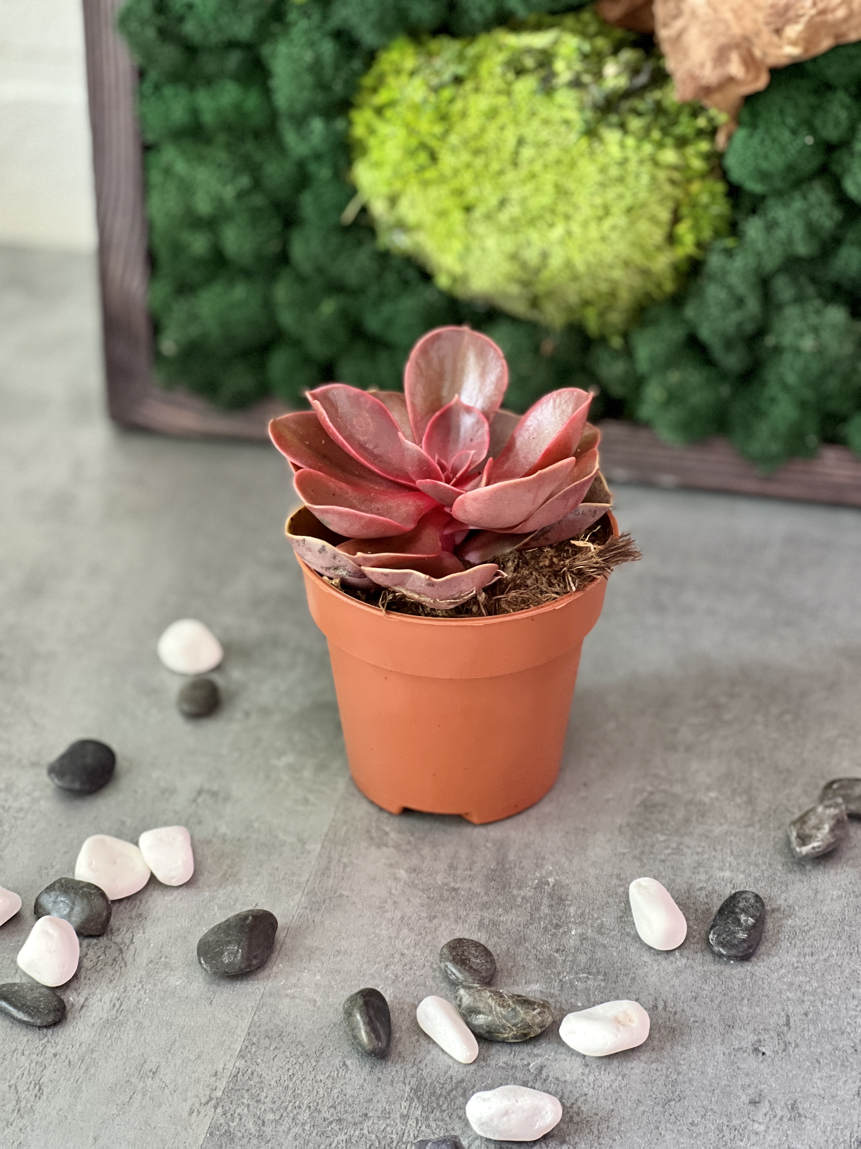 Эхеверия Ред Руби (Echeveria Red Ruby) D8см