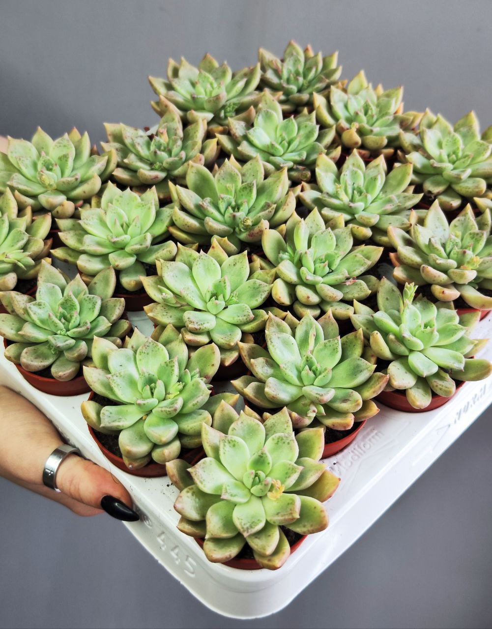 Эхеверия Бейкери (Echeveria Backery) D5см
