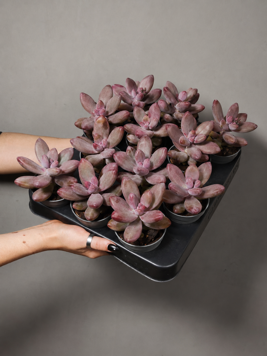Пахифитум Ганьчжоу (Pachyphytum Ganzhou) D5см