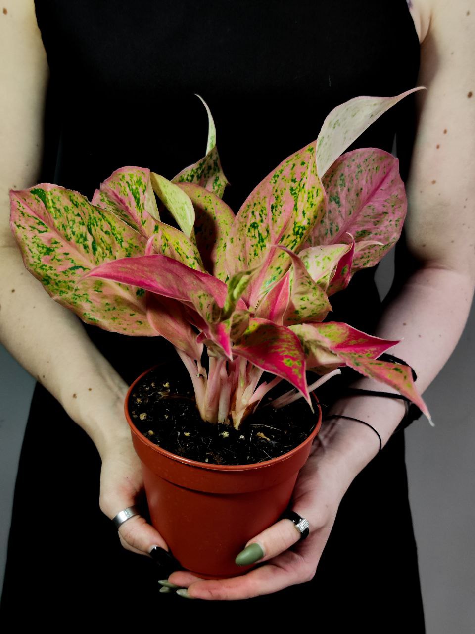 Аглаонема Престиж (Aglaonema Prestige) D12см