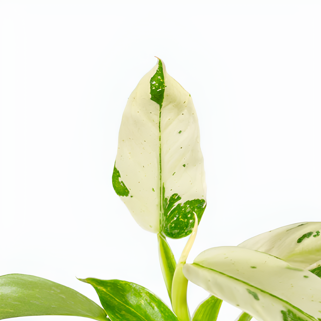 Филодендрон Джози Буоно (Philodendron Jose Buono) D6см