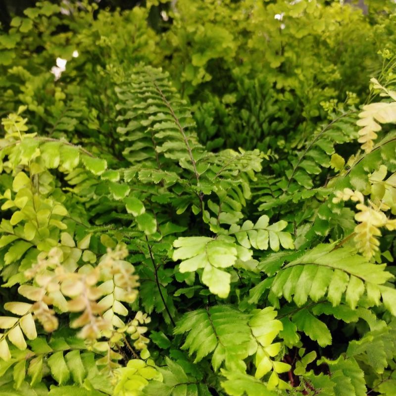 Адиантум Бронз Венус (Adiantum Bronze Venus) D8,5см