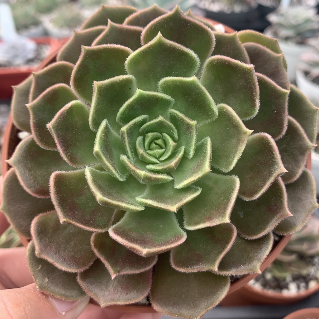 Эхеверия Браун Роуз (Echeveria Brown Rose) D5см