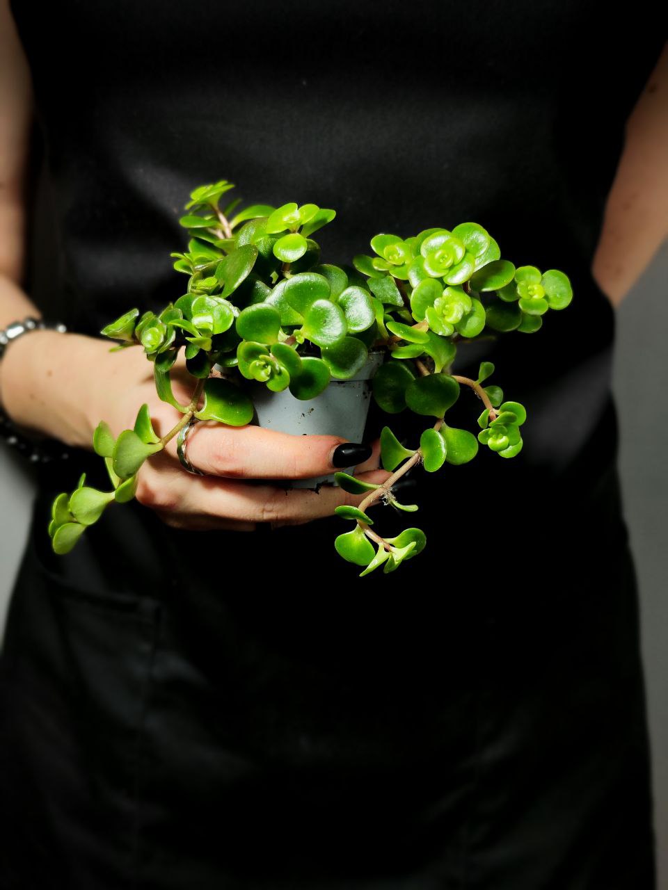 Седум Торнадо (Sedum Tornado) D5см