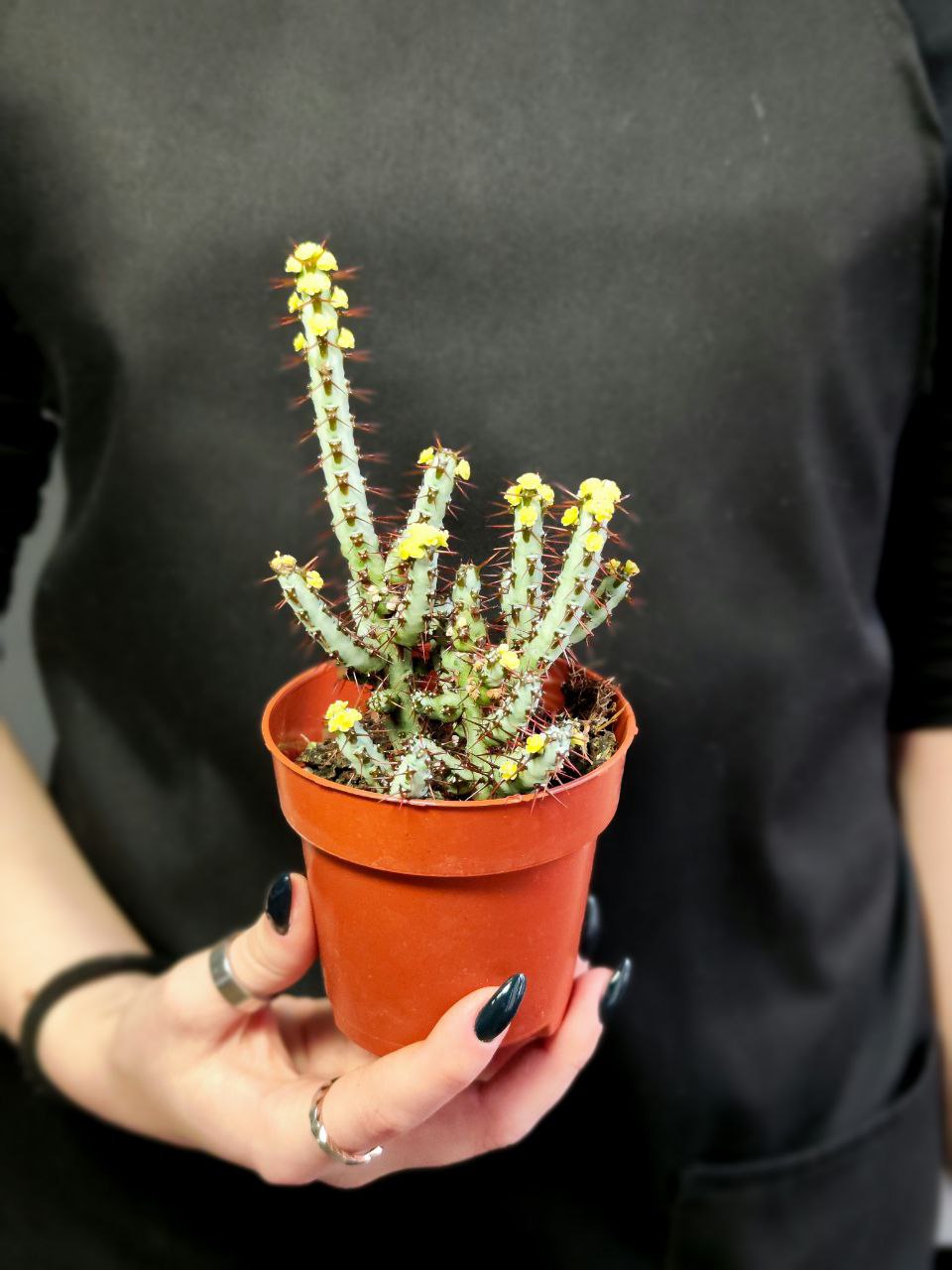 Молочай Аэругиноса (Euphorbia Aeruginosa) D8,5см