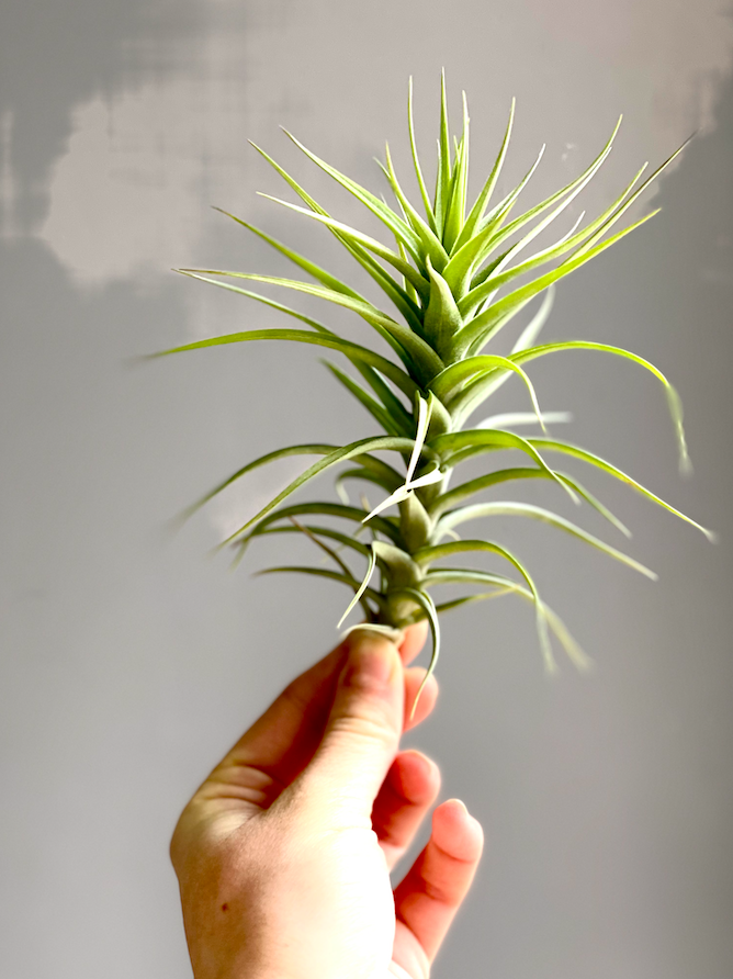 Тилландсия Беловатая (Tillandsia Albida)