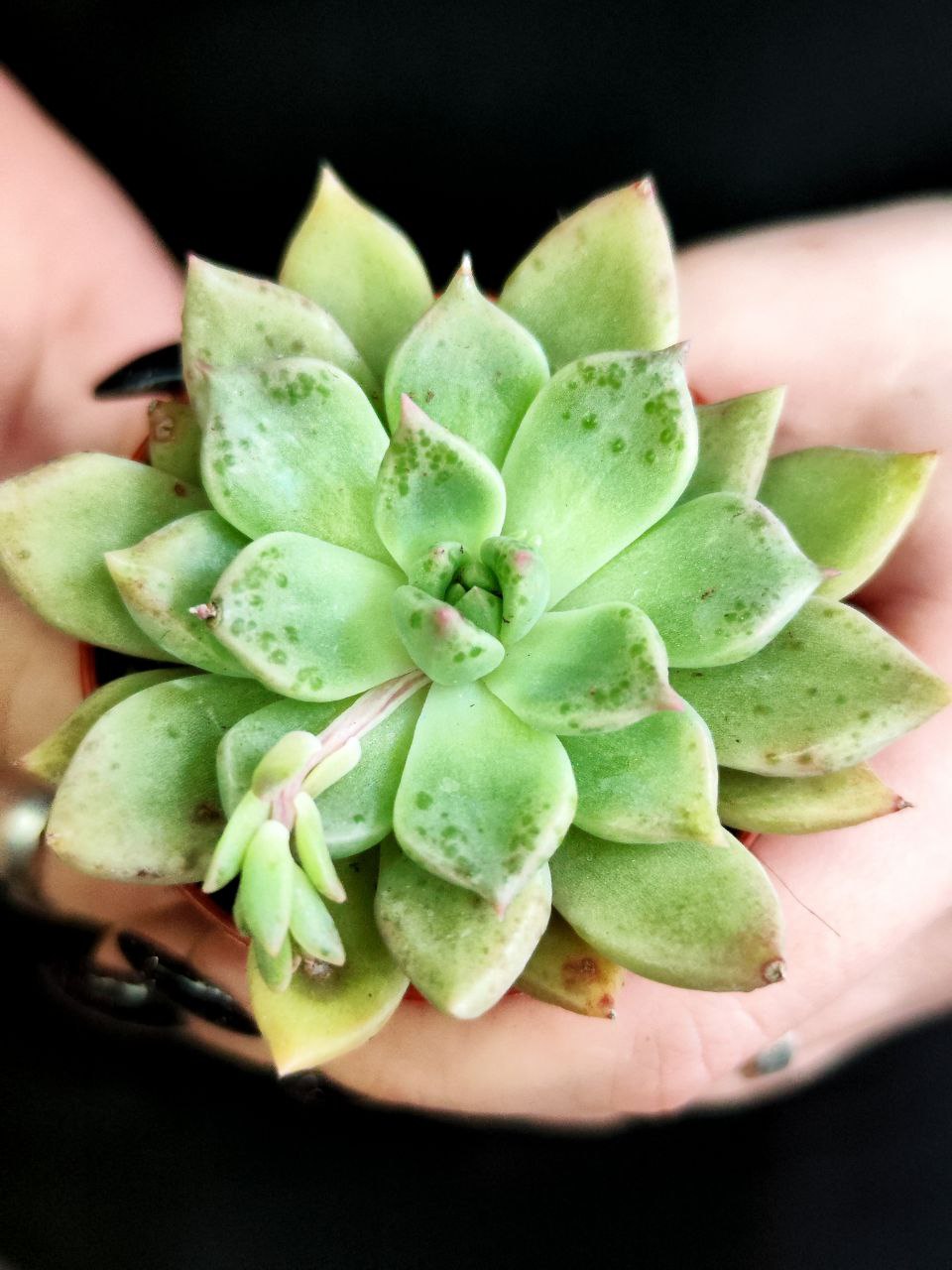 Эхеверия Бейкери (Echeveria Backery) D5см