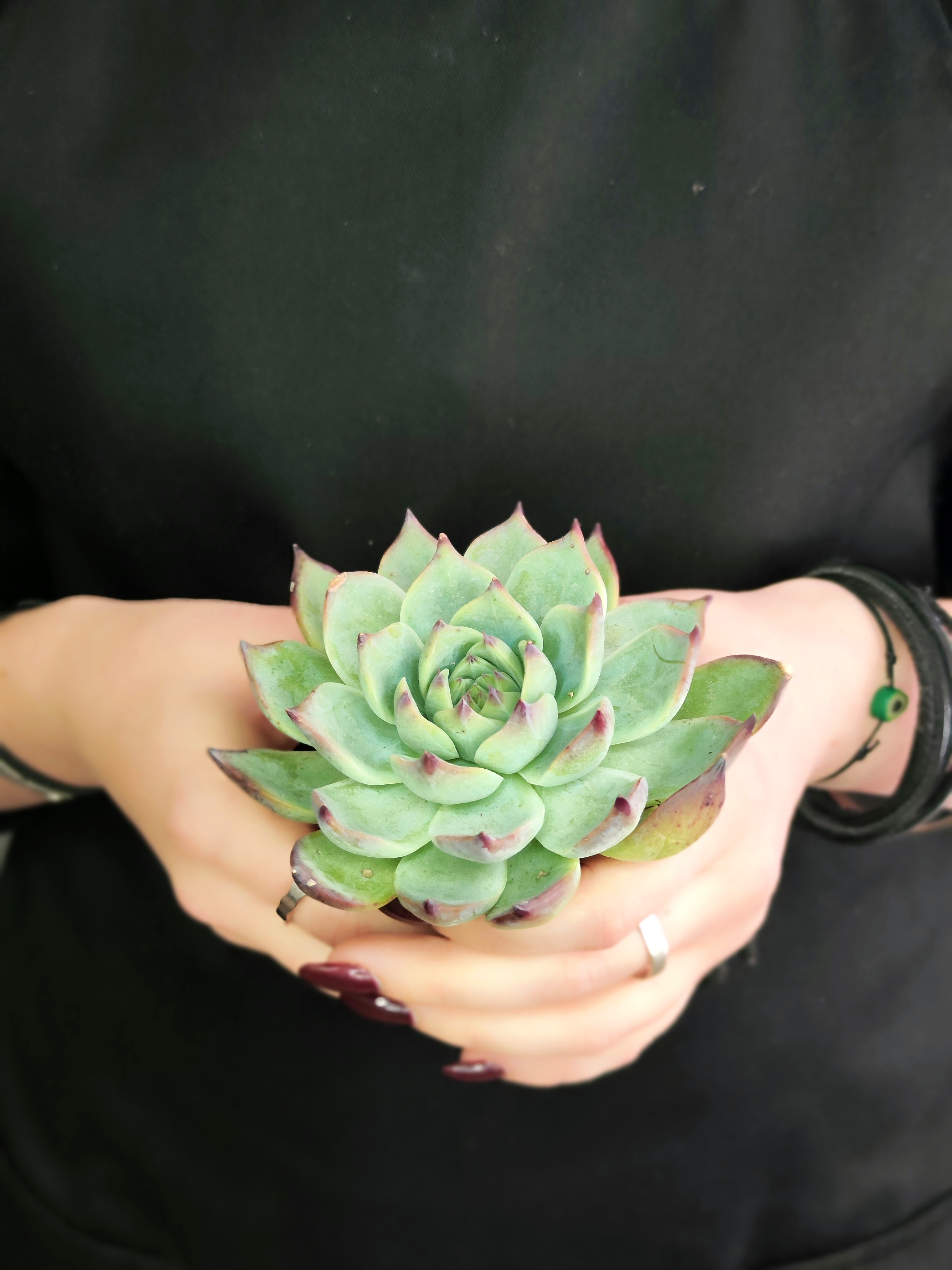Эхеверия Парва (Echeveria Parva) D5см