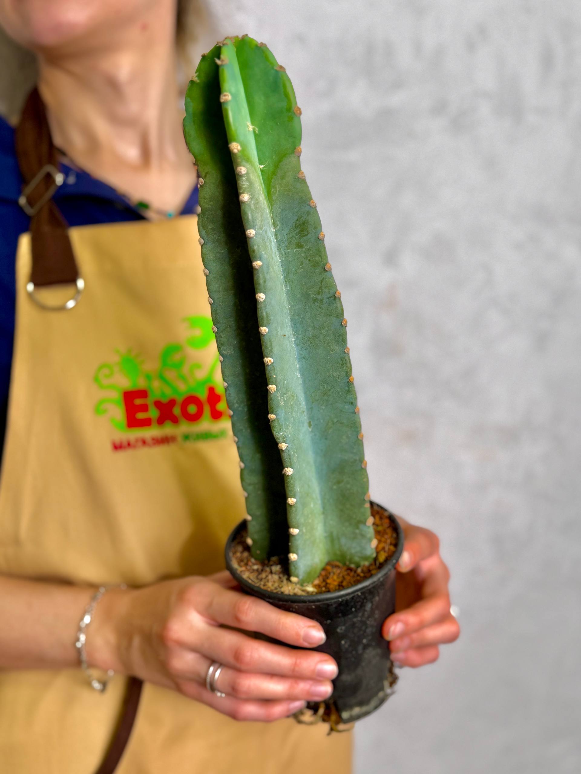 Китайский Цереус, Кактус Cанзанг (Cactus Sanzang) D11см