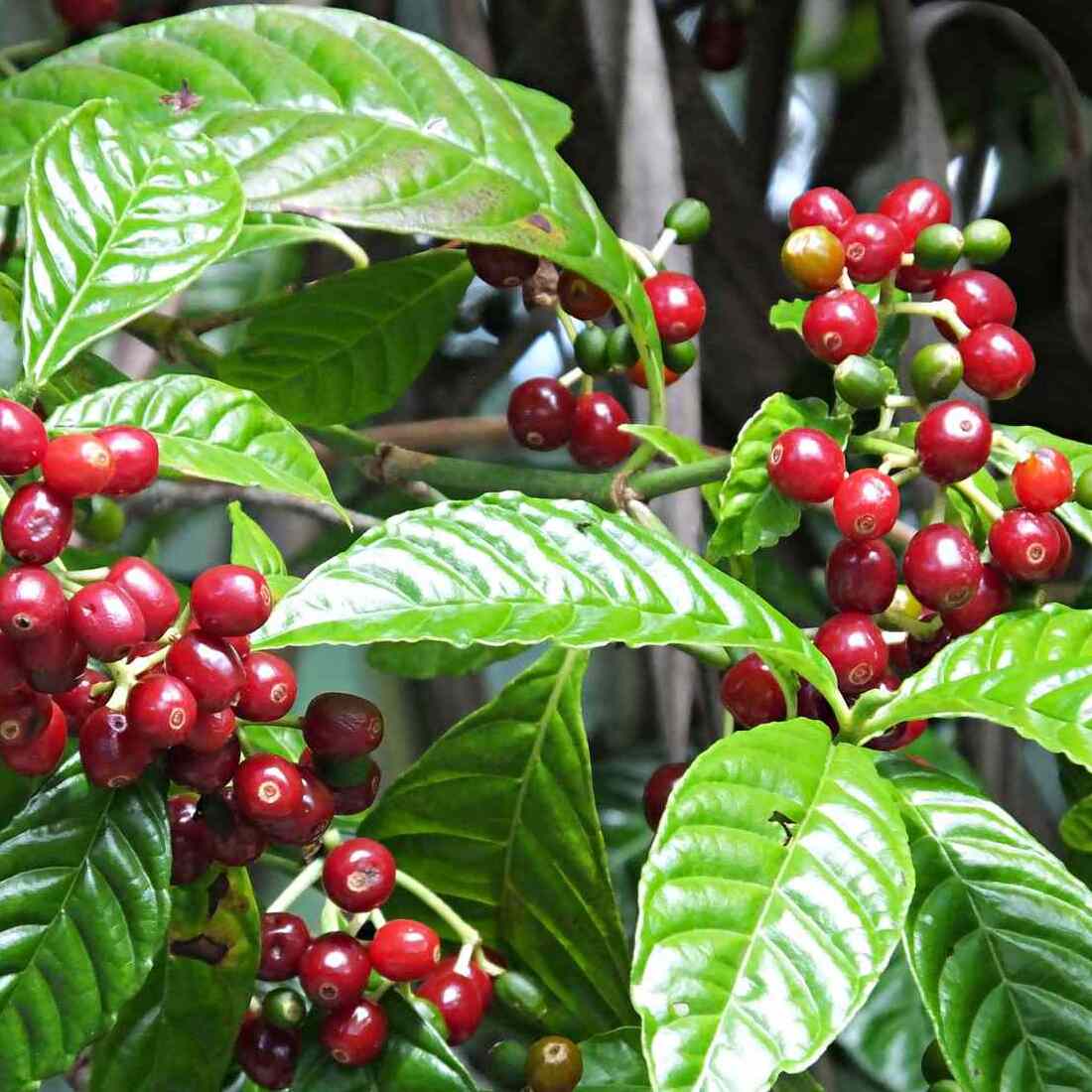 Кофейное Дерево Арабика (Coffea Arabica) D6см