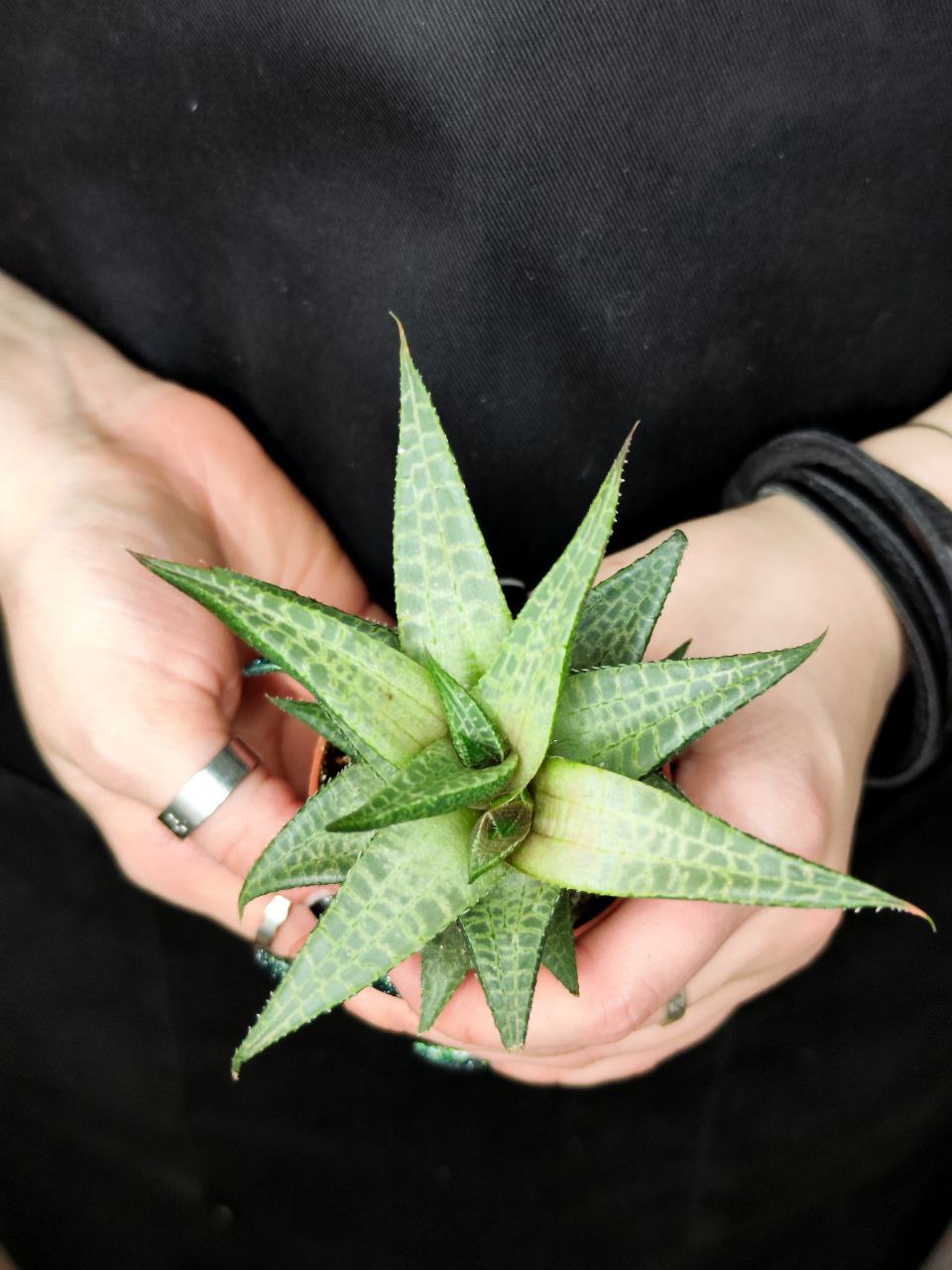 Хавортия Тесселата, Шахматная (Haworthia Tesselata) D5см