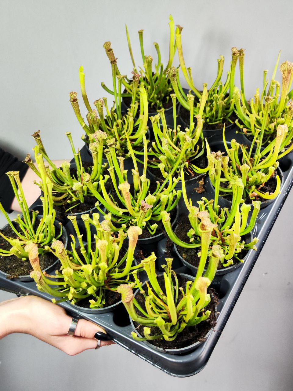 Саррацения Фарнхами (Sarracenia Farnhami) D9cм