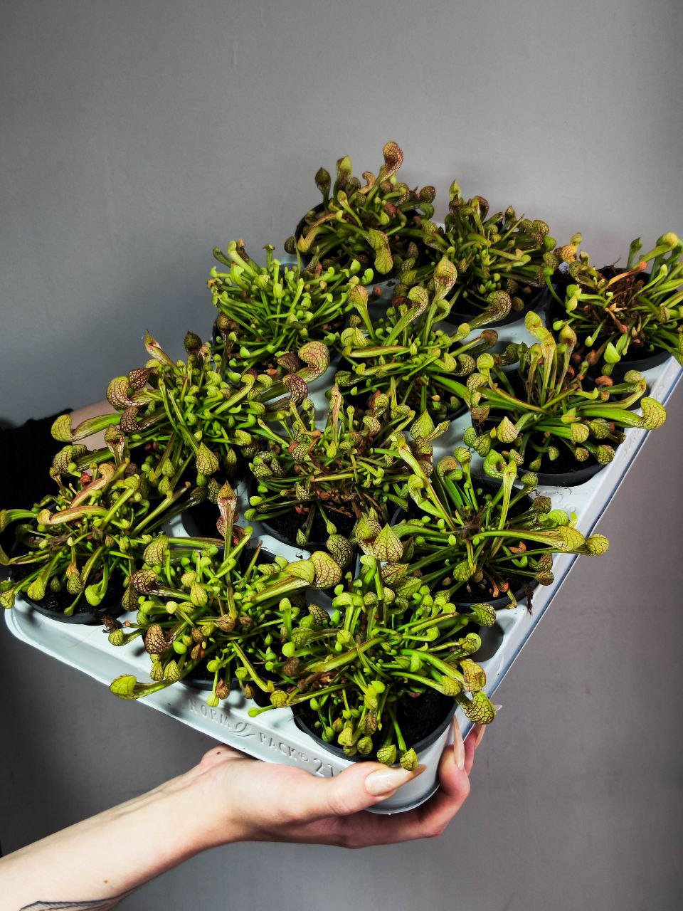 Саррацения Пситацина (Sarracenia Psittacina) D9cм