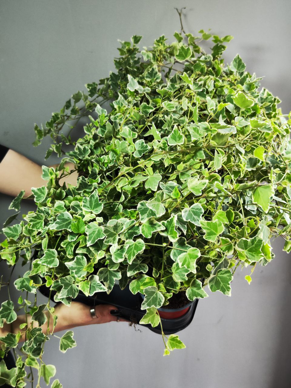 Хедера Хеликс Вариегата, Плющ (Hedera Helix Variegata) D9см