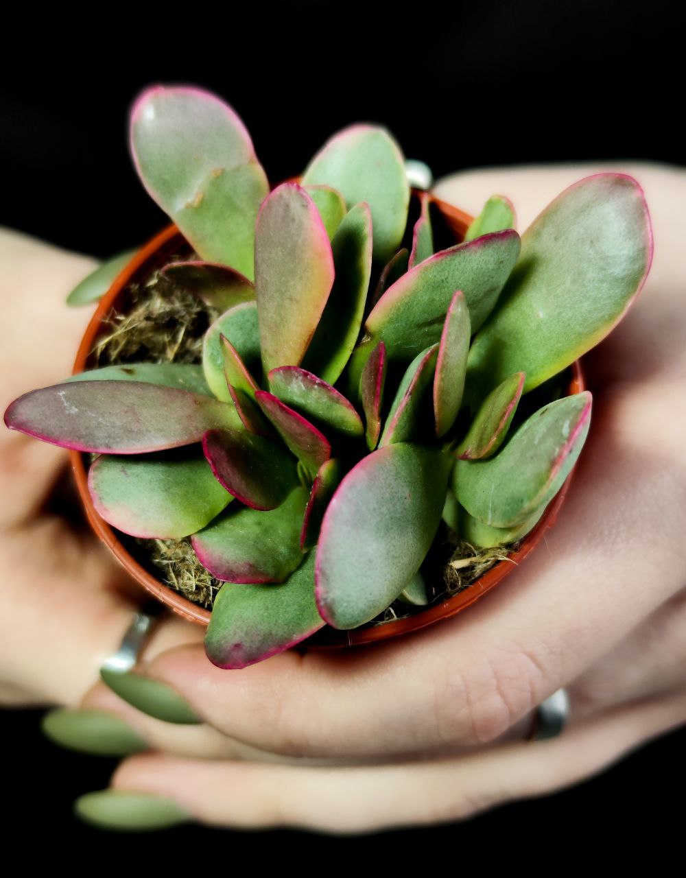 Крассула Платифилла Вариегатная (Crassula Platyphylla Variegata) D5см